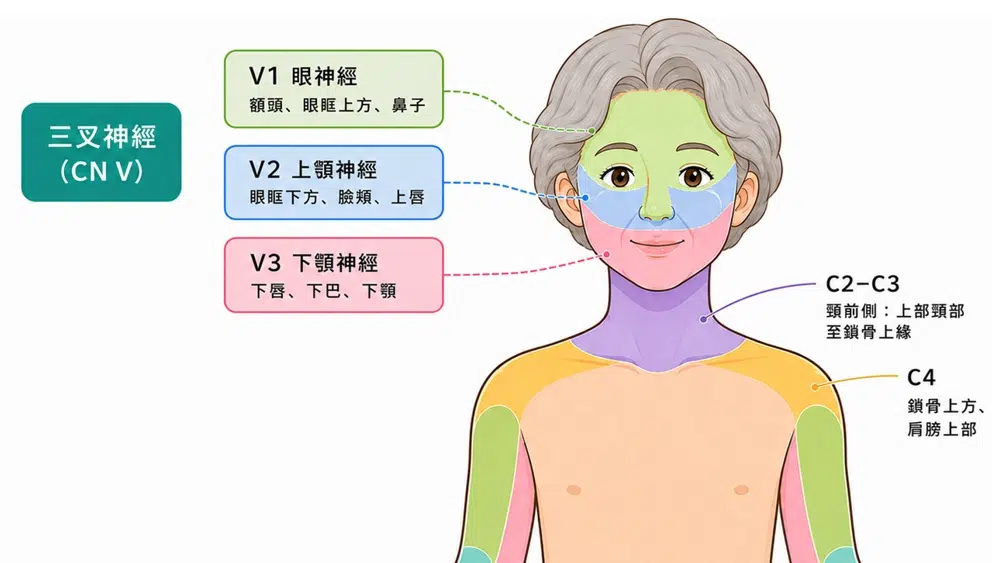 【黃于軒醫師聊聊天】從臉麻、頭麻到雙手麻:看似不同的位置,可能都要從「神經卡壓」重新找原因 【黃于軒醫師聊聊天】從臉麻、頭麻到雙手麻:看似不同的位置,可能都要從「神經卡壓」重新找原因